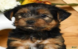 Yorkshire Terrier dogs for sale: Liam - Image 3