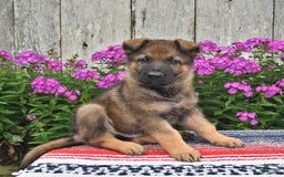 German Shepherd dogs for sale: Jaxson - Image 1