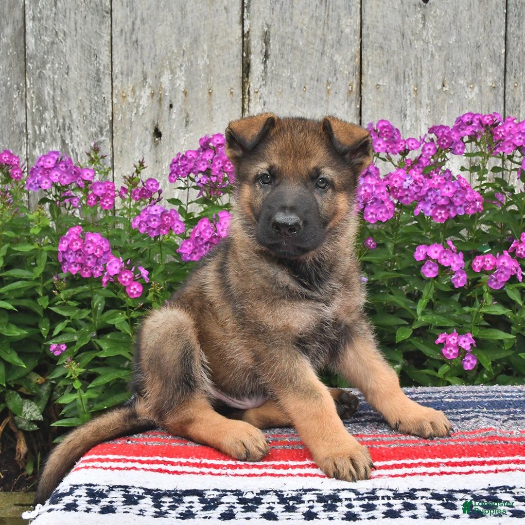 German Shepherd dogs for sale: Jaxson - Image 1