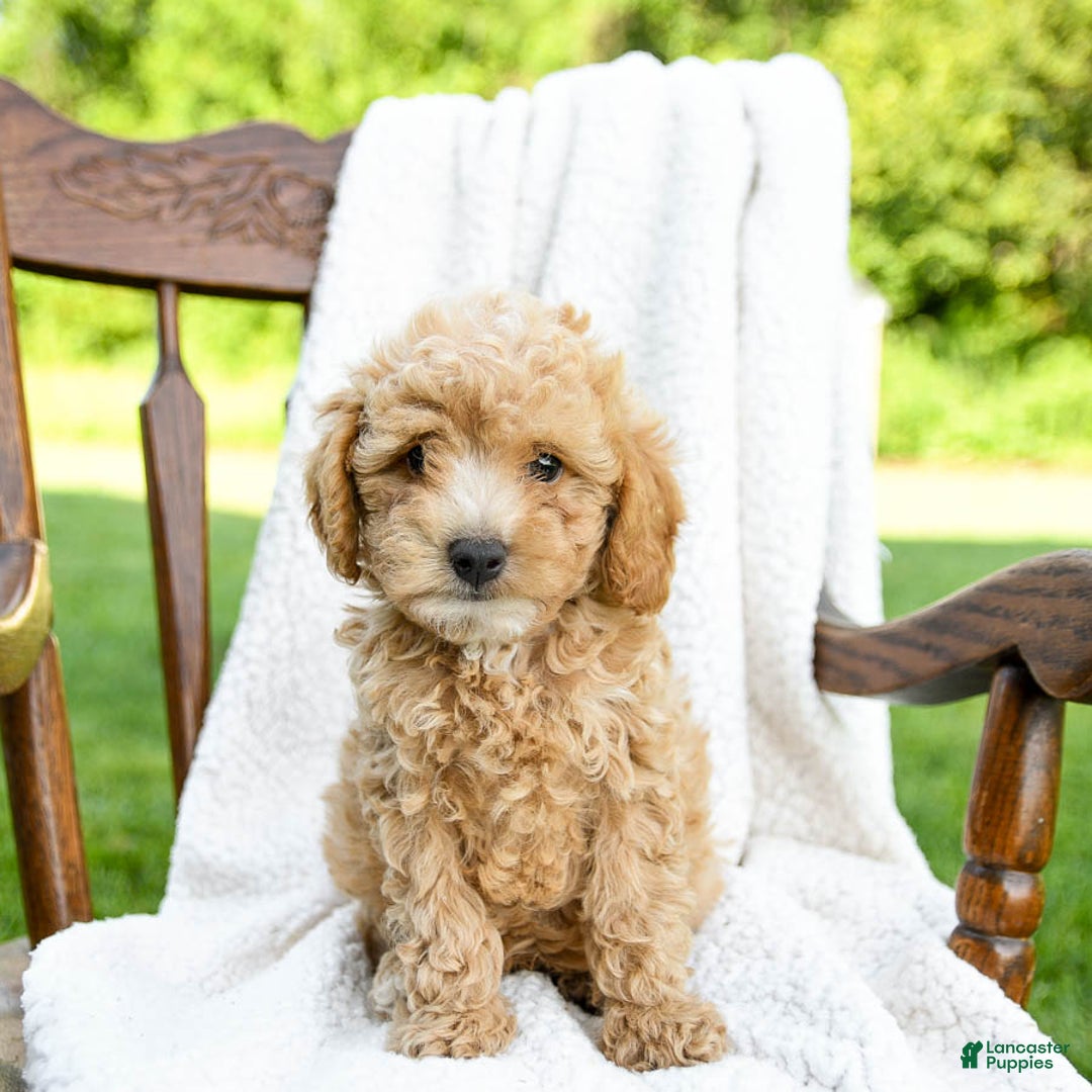 Havapoo dogs for sale: Pebbles - Image 5