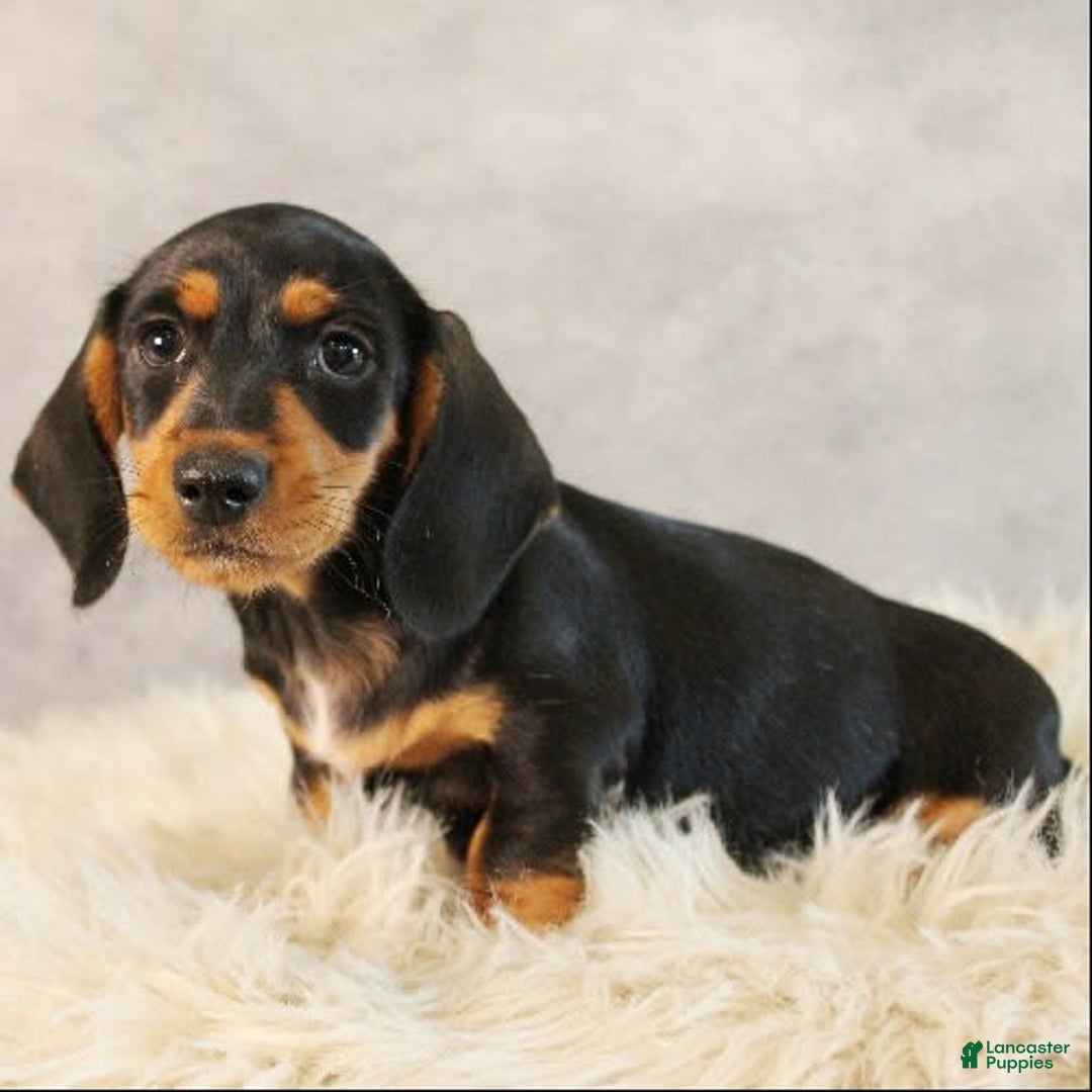 Dachshund dogs for sale: Snoopy - Image 4