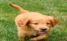 Goldendoodle dogs for sale: Rocky - Image 13