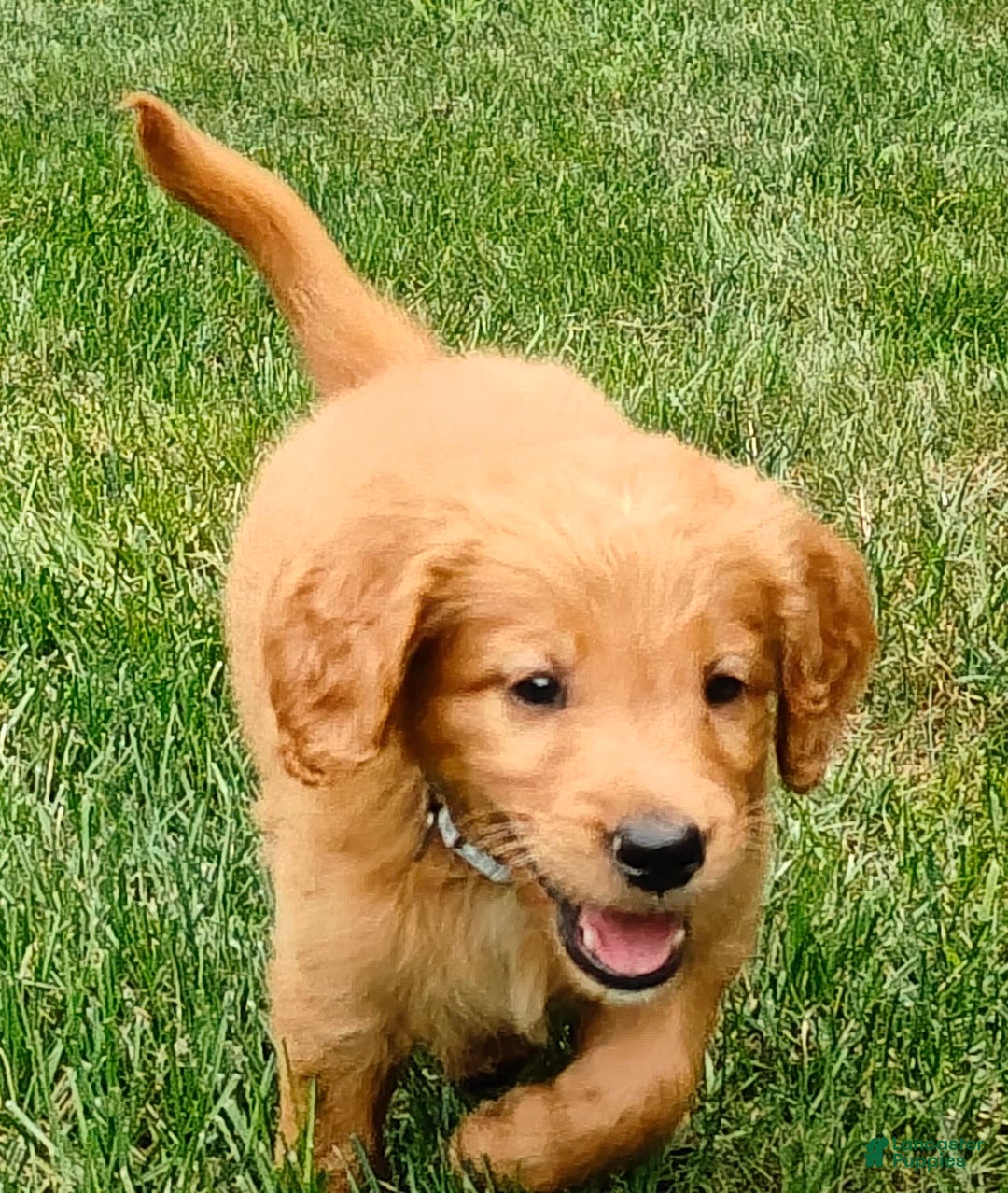 Goldendoodle dogs for sale: Rocky - Image 13