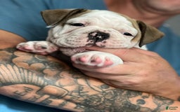 Olde English Bulldogge dogs for sale: Mlo - Image 1