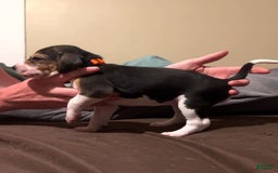 Walker Hound dogs for sale: Orange - Image 3