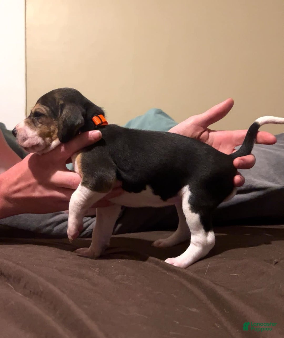 Walker Hound dogs for sale: Orange - Image 3