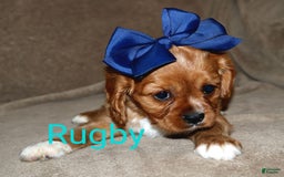 Cavalier King Charles Spaniel dogs for sale: Rugby - Image 4