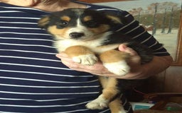 Miniature Australian Shepherd dogs for sale: Sissy - Image 8