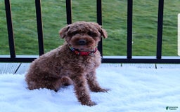 Bichpoo dogs for sale: Addison - Image 12