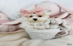 Maltipoo dogs for sale: Maltese - Image 2