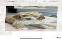 Standard Poodle dogs for stud: Blanc - Image 2
