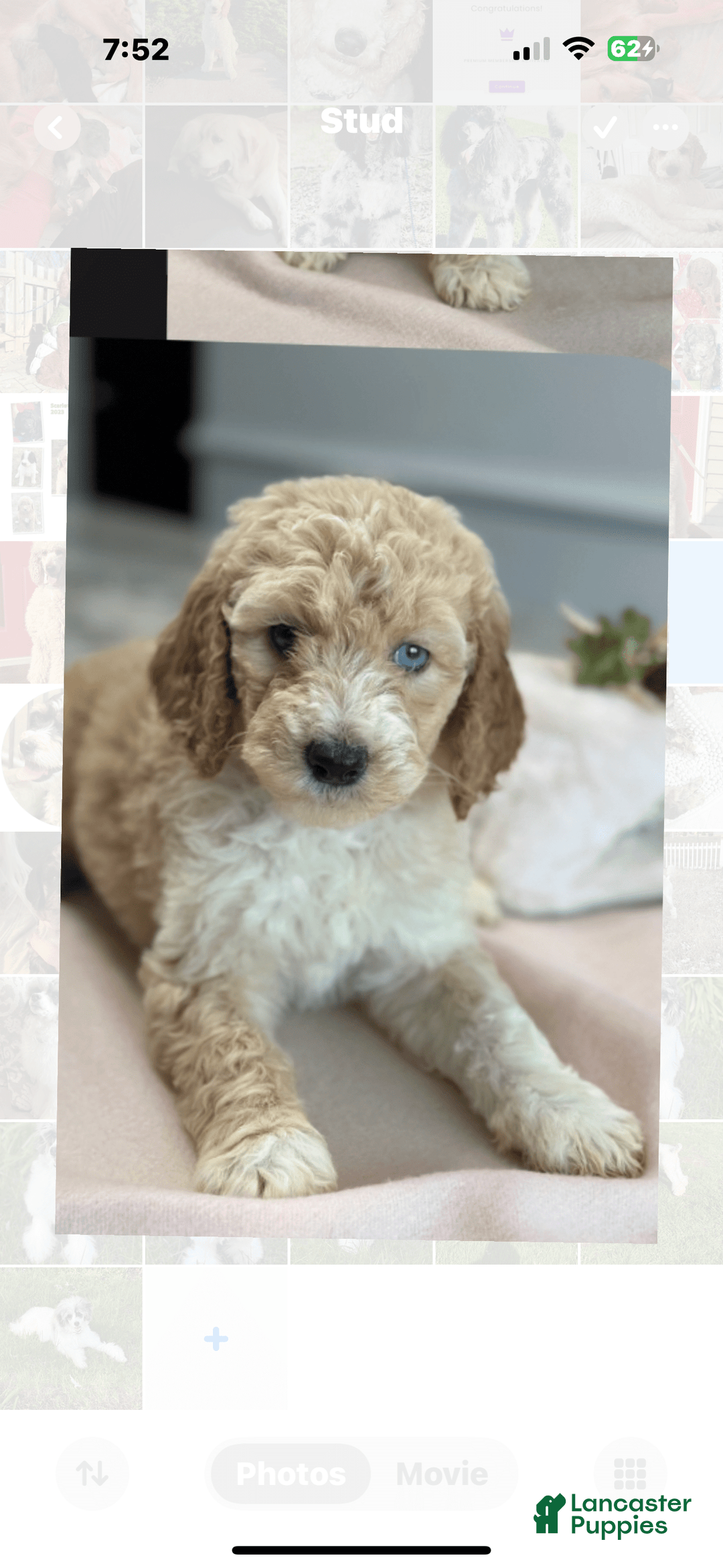 Standard Poodle dogs for stud: Blanc - Image 2