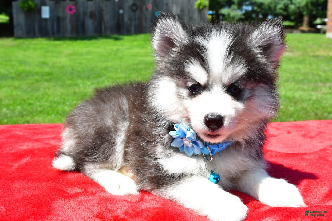 Pomsky dogs for sale: Callie - Image 6