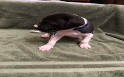 Great Dane dogs for sale: Blue Boy - Image 6