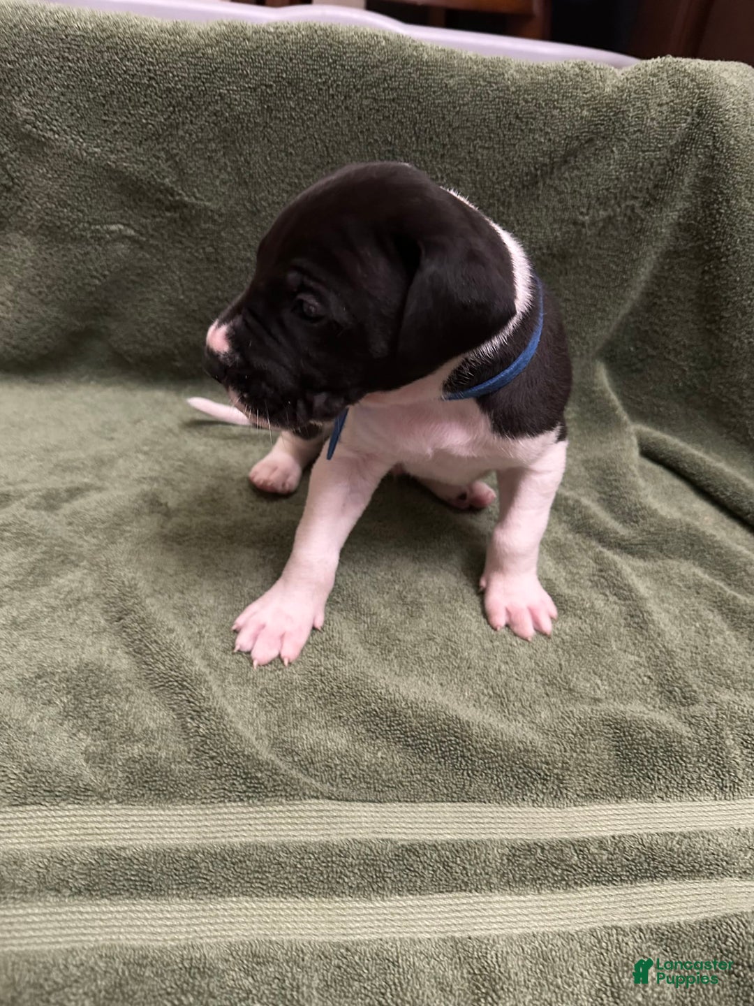 Great Dane dogs for sale: Blue Boy - Image 6