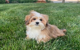 Lhasa Apso dogs for sale: Daisy Mae - Image 6