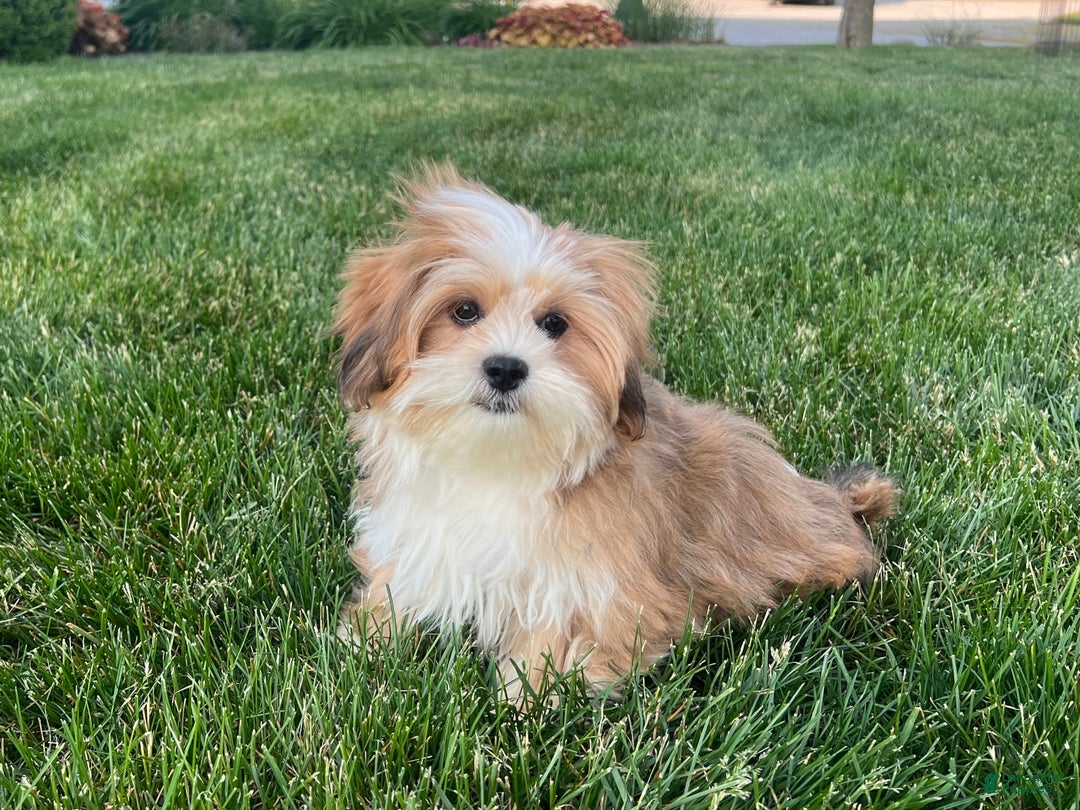 Lhasa Apso dogs for sale: Daisy Mae - Image 6