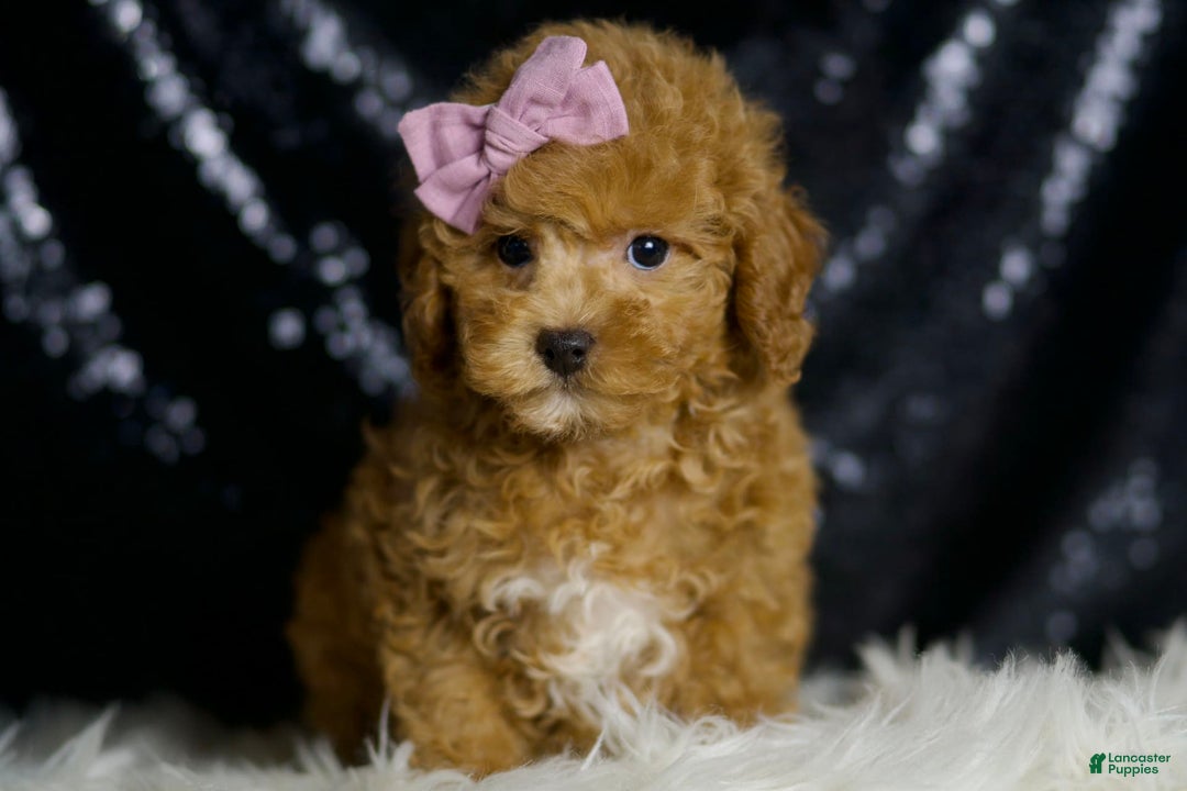 Miniature Poodle dogs for sale: Pattie - Image 2
