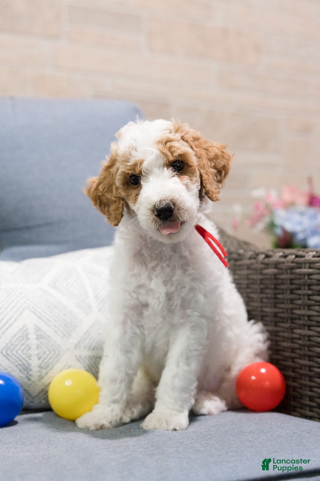 Standard Poodle dogs for sale: Churro - Image 3