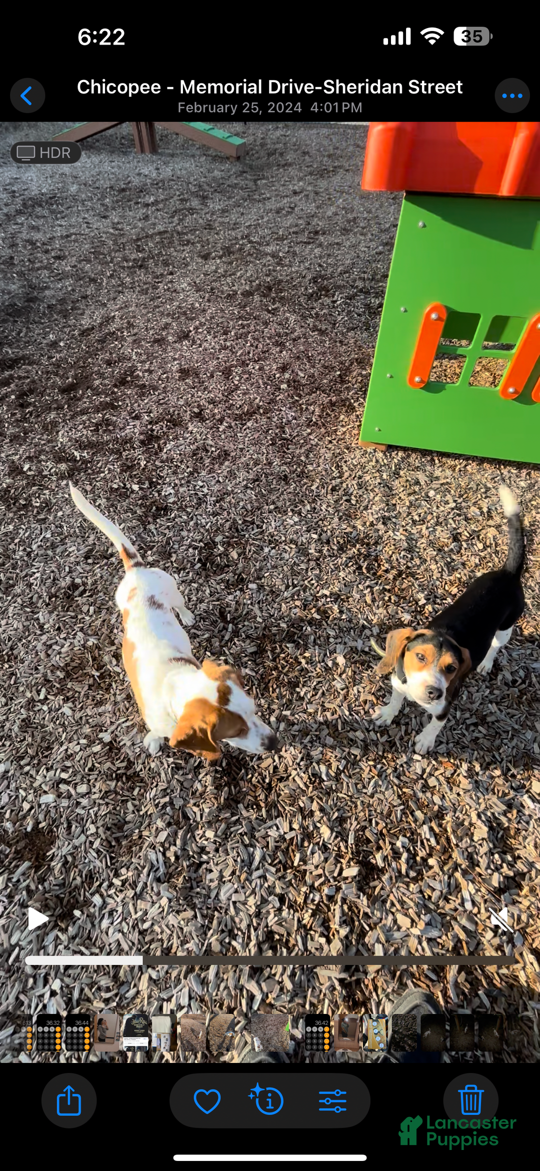Beagle dogs for sale: Bandit - Image 4