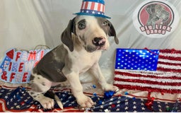 Great Dane dogs for sale: Sally Akc Harlequin - Image 9
