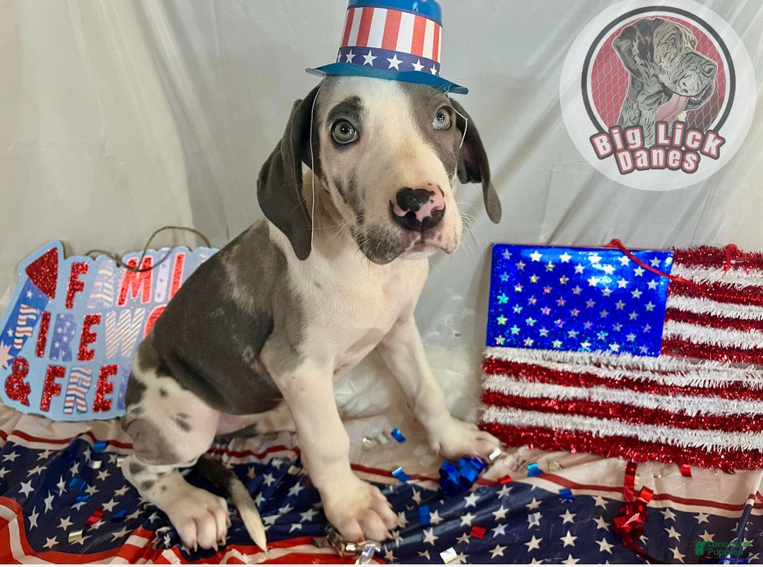 Great Dane dogs for sale: Sally Akc Harlequin - Image 9