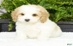 Cavapoo dogs for sale: Uriah - Image 12