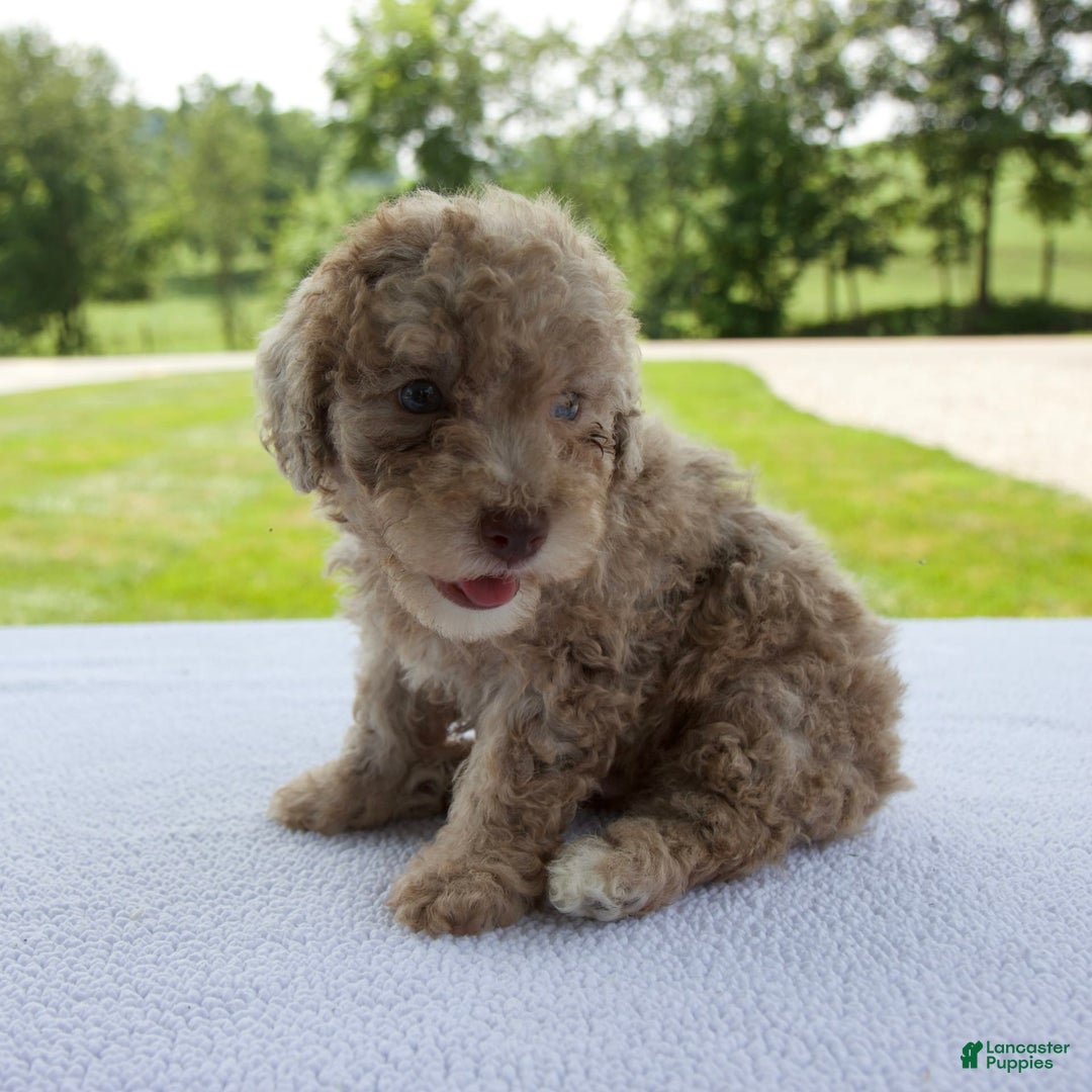 Miniature Poodle dogs for sale: Jackson - Image 3