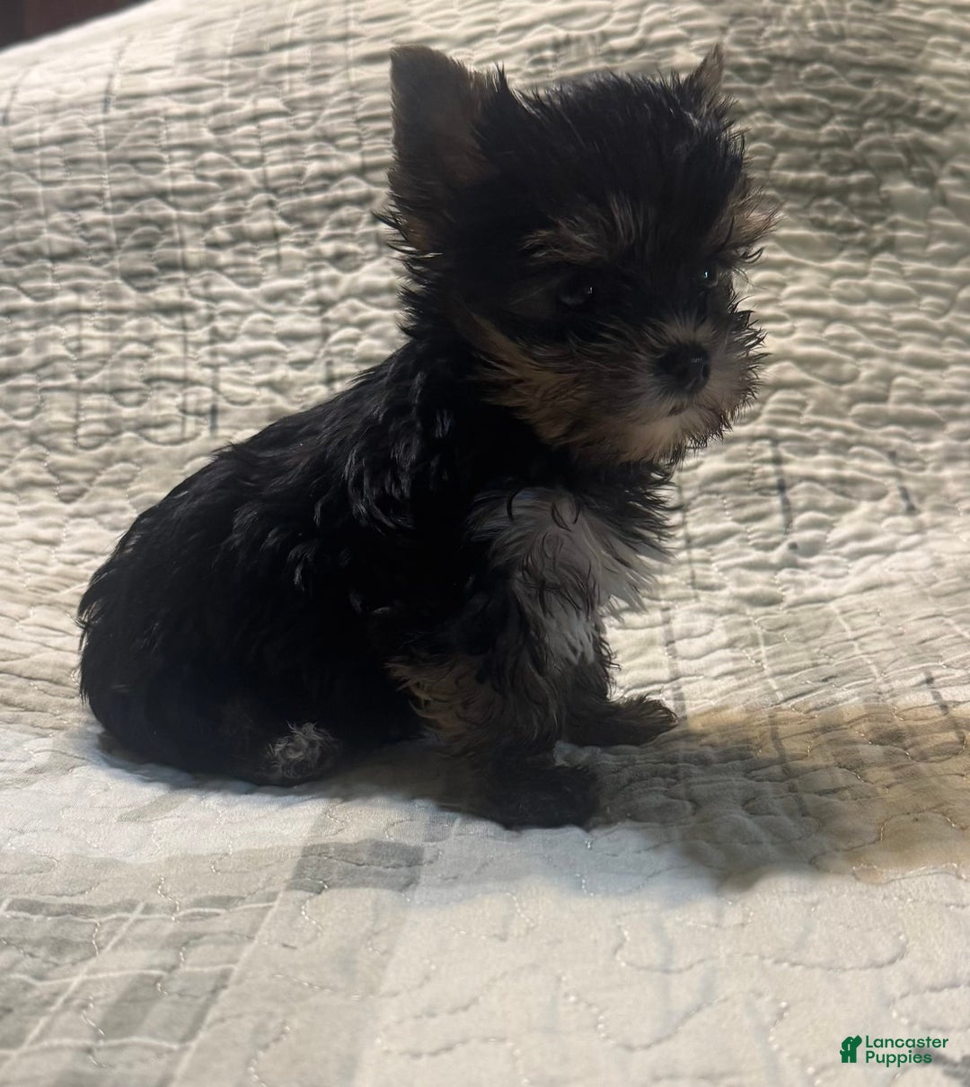 Yorkshire Terrier dogs for sale: Small male - Image 2