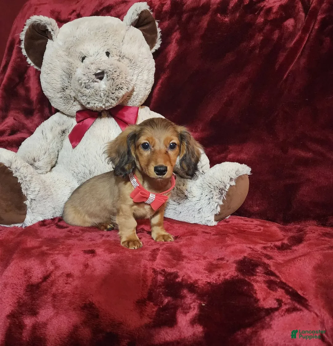 Miniature Dachshund dogs for sale: JOSIE - Image 2