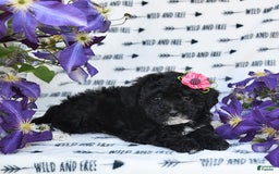 Havapoo dogs for sale: Lollipop - Image 1