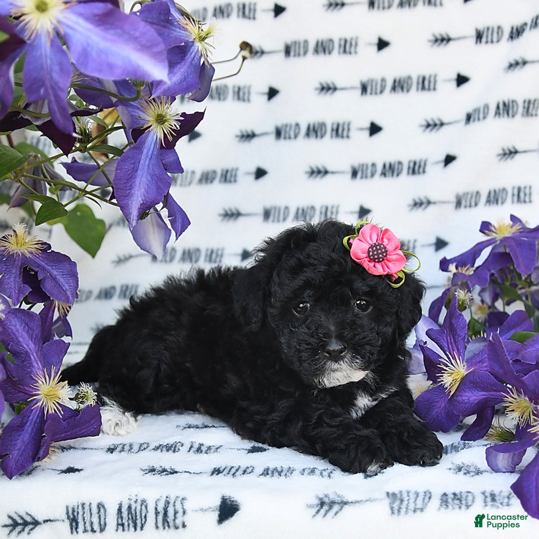 Havapoo dogs for sale: Lollipop - Image 1