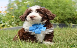 Mini Aussiedoodle dogs for sale: Mini Aussiedoodle 6 puppies - Image 5