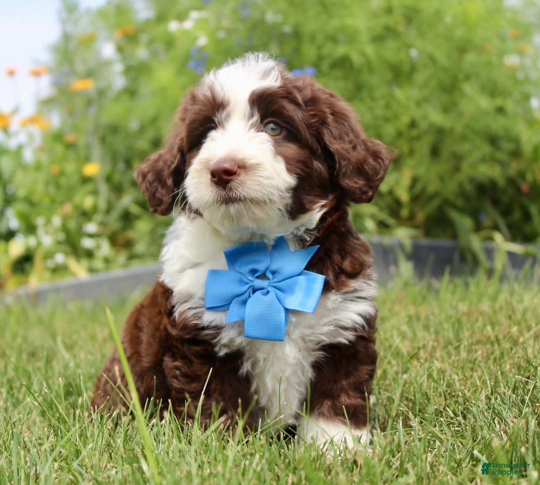 Mini Aussiedoodle dogs for sale: Mini Aussiedoodle 6 puppies - Image 5