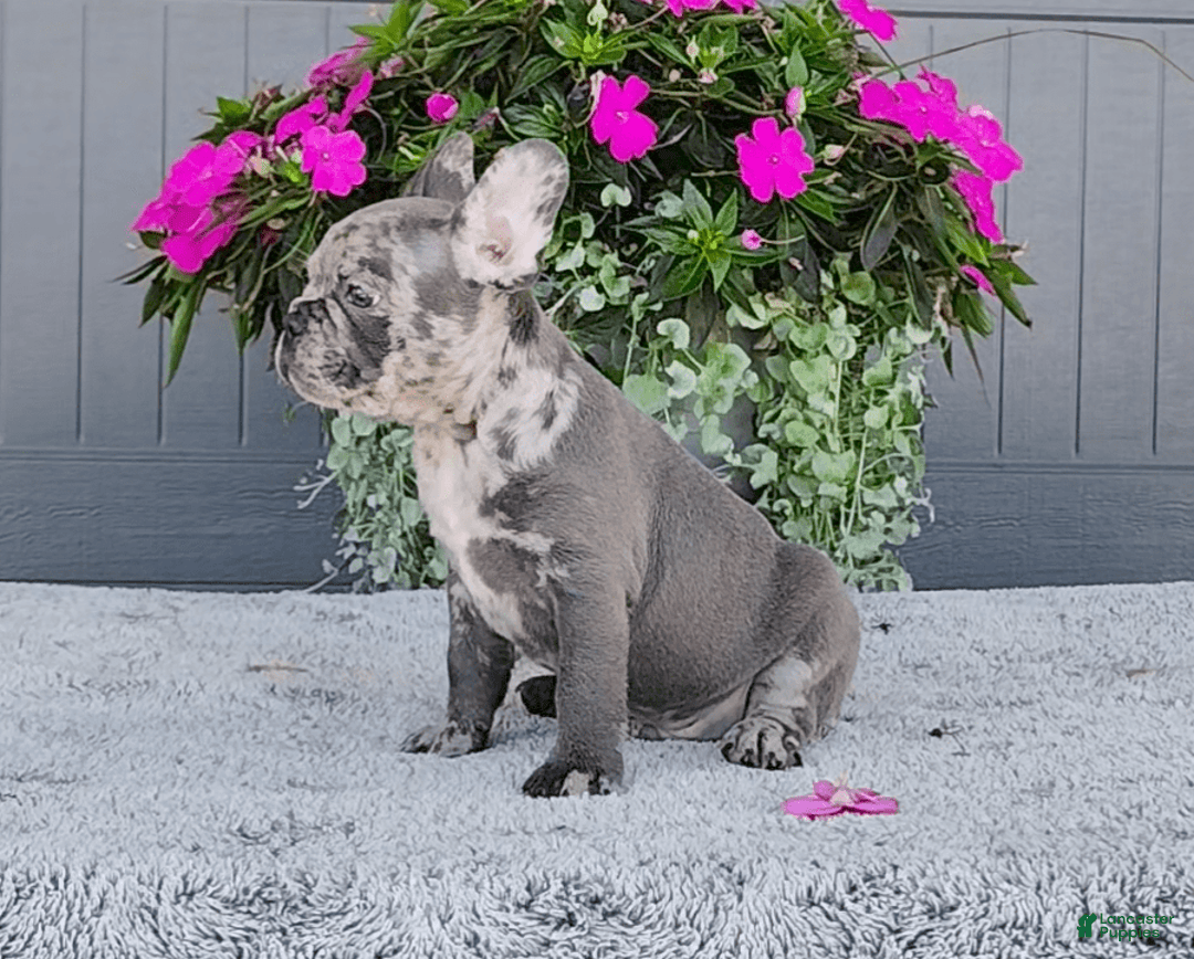 Frenchton dogs for sale: Sammy - Image 6