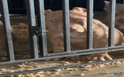 American Bully dogs for sale: Lightskin - Image 1