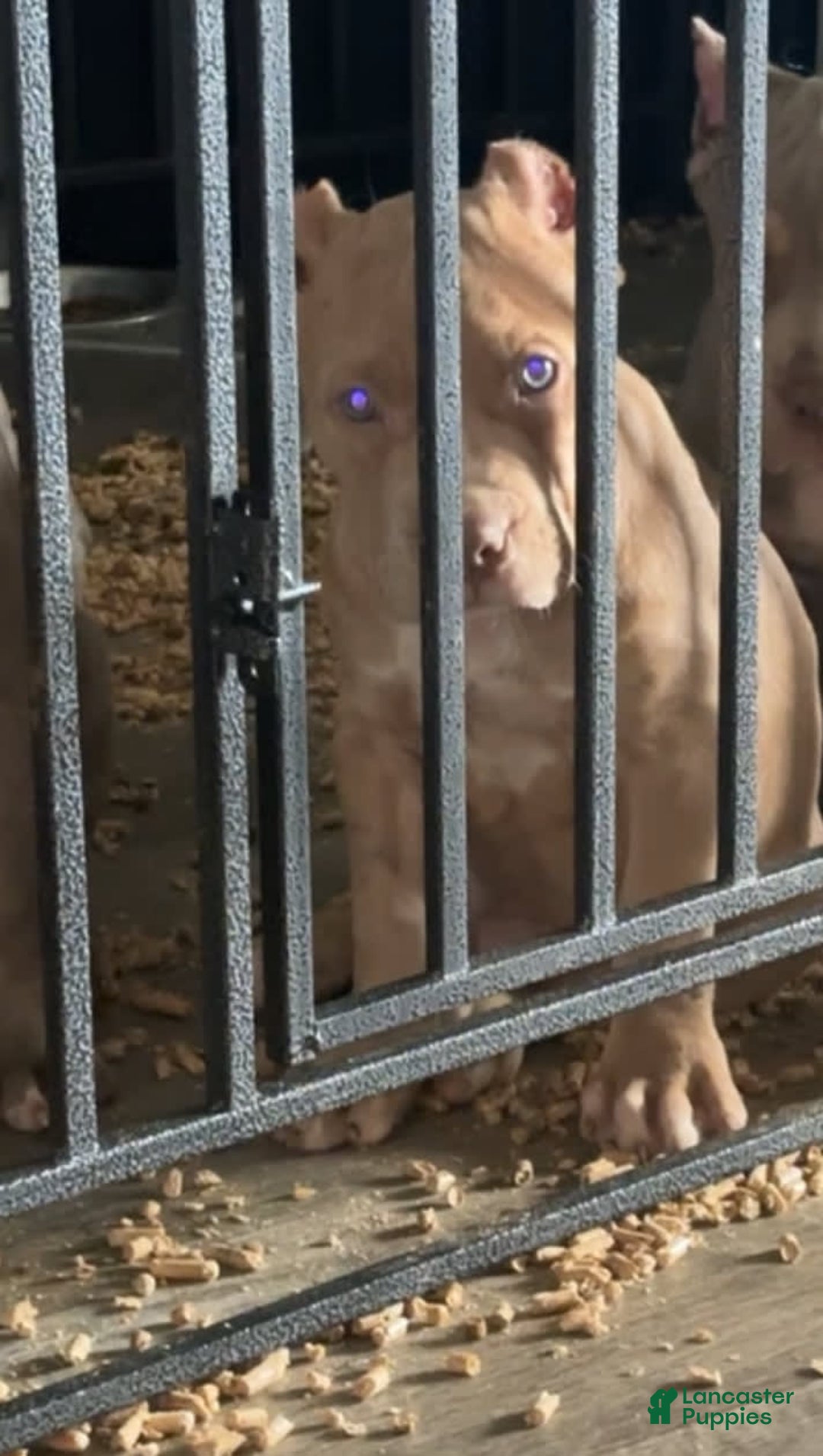American Bully dogs for sale: Lightskin - Image 1
