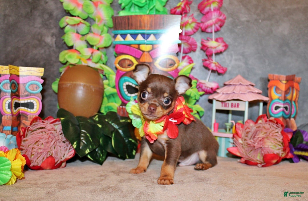 Chihuahua dogs for sale: Whitaker - Image 3
