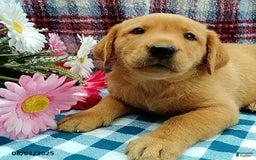 Labrador Retriever dogs for sale: Labrador Retriever 5 puppies - Image 11