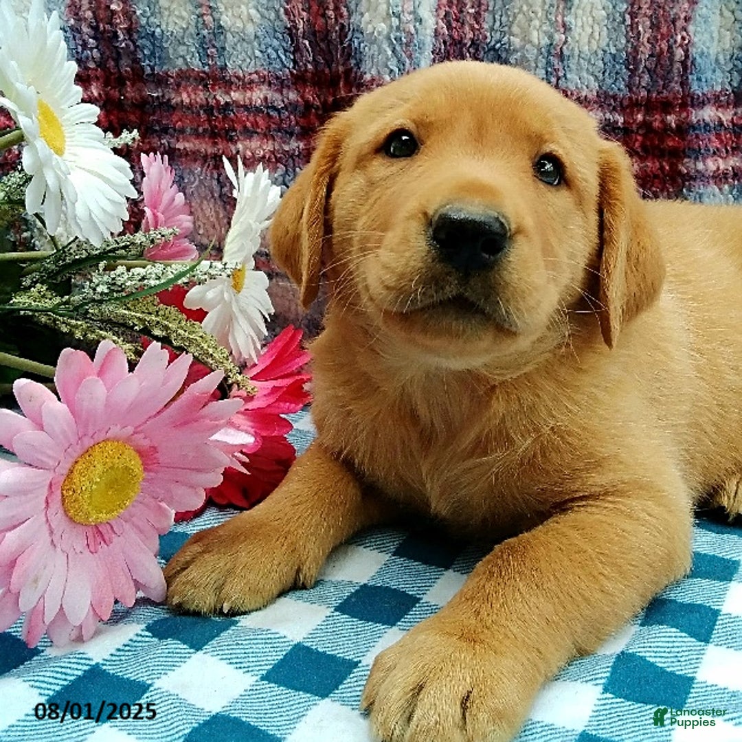 Labrador Retriever dogs for sale: Labrador Retriever 5 puppies - Image 11