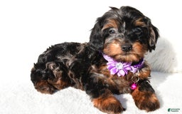 Cockapoo dogs for sale: Angelo - Image 1