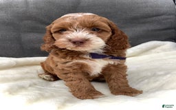Cockapoo dogs for sale: Benji - Image 5
