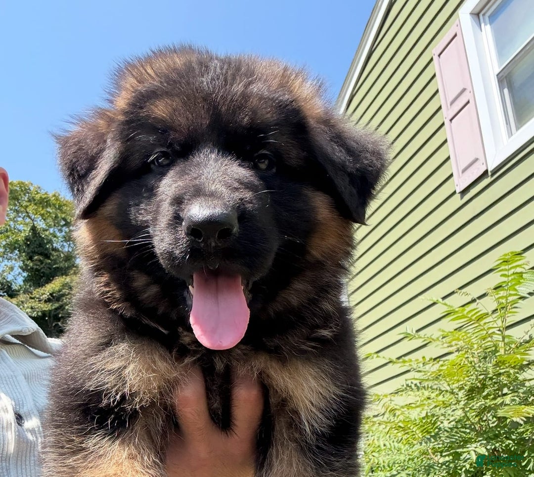German Shepherd dogs for sale: Diesel - Image 5