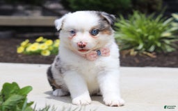 Australian Shepherd dogs for sale: Zella - Image 4
