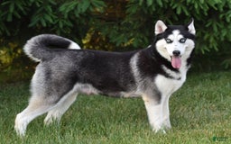 Siberian Husky dogs for sale: Perry - Image 5