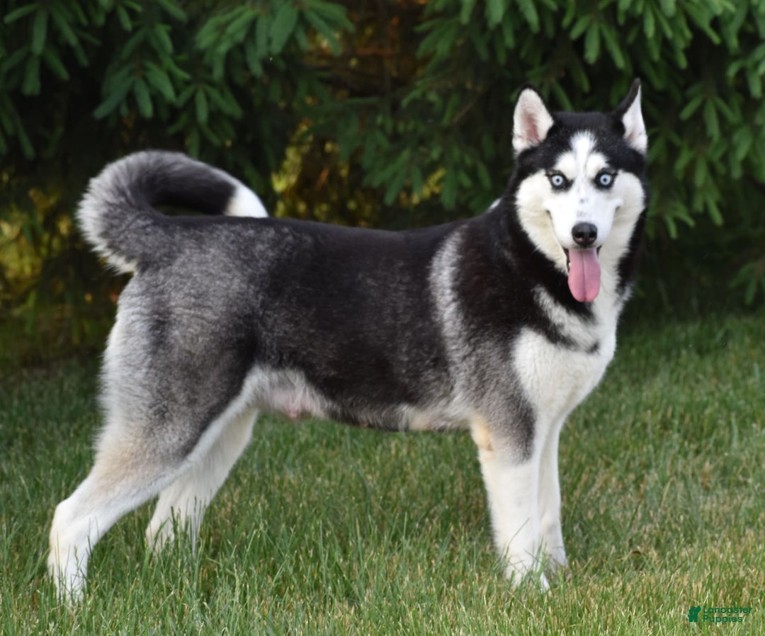 Siberian Husky dogs for sale: Perry - Image 5