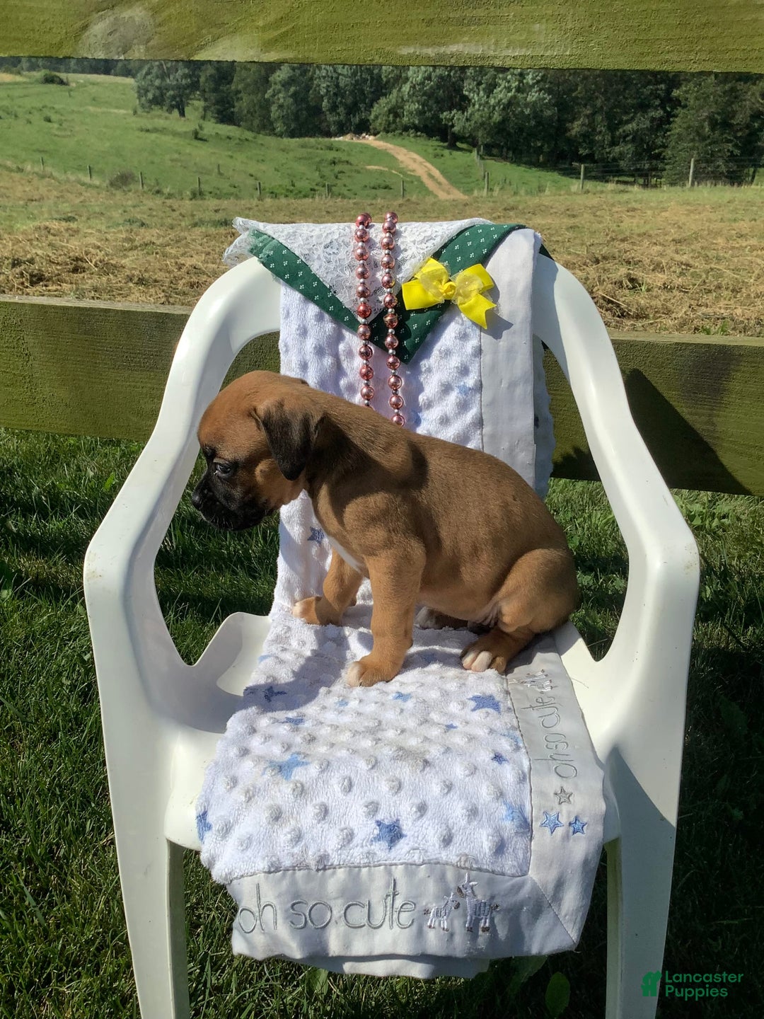 Boxer dogs for sale: Bo - Image 5