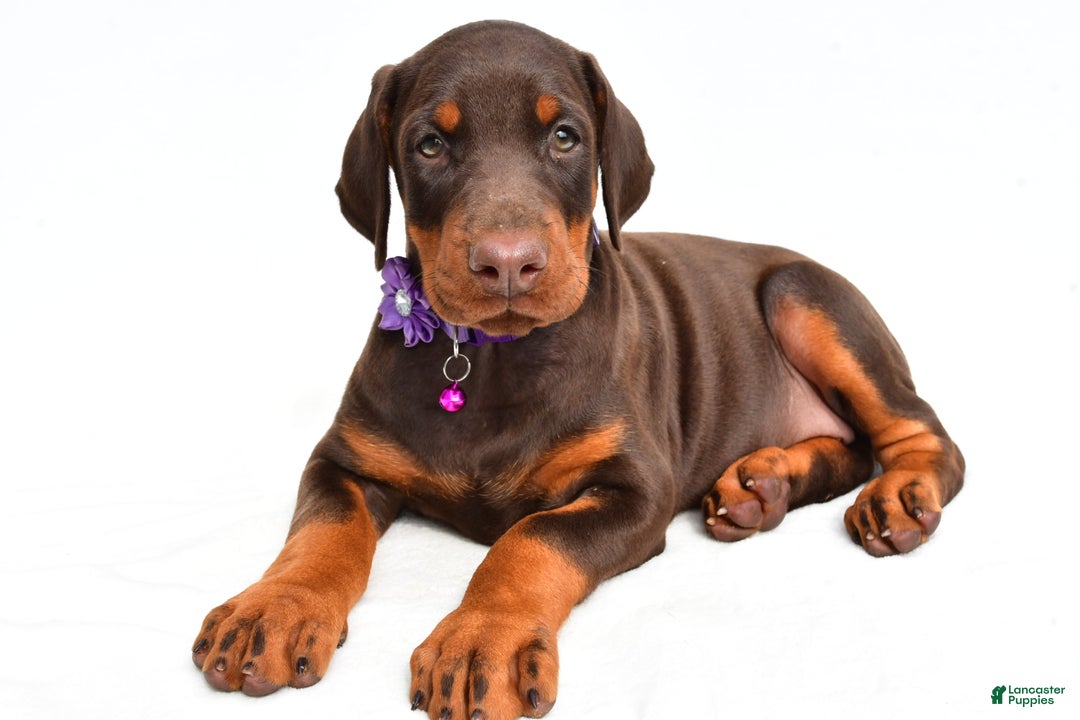 Doberman Pinscher dogs for sale: Marsha - Image 3