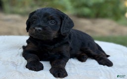 Cavapoo dogs for sale: Luna - Image 3