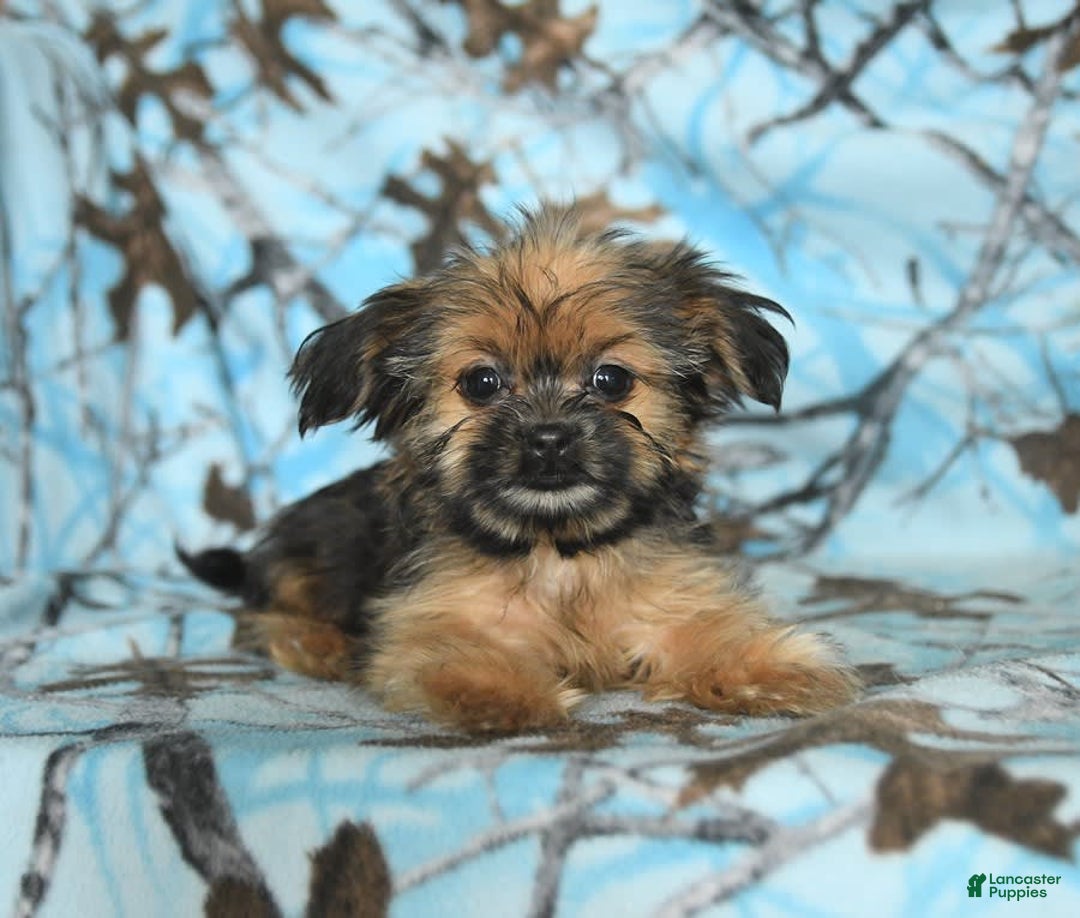Shorkie dogs for sale: Huck - Image 16